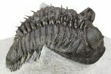 Tower-Eyed, Erbenochile Trilobite - Ou Driss, Morocco #254076-2